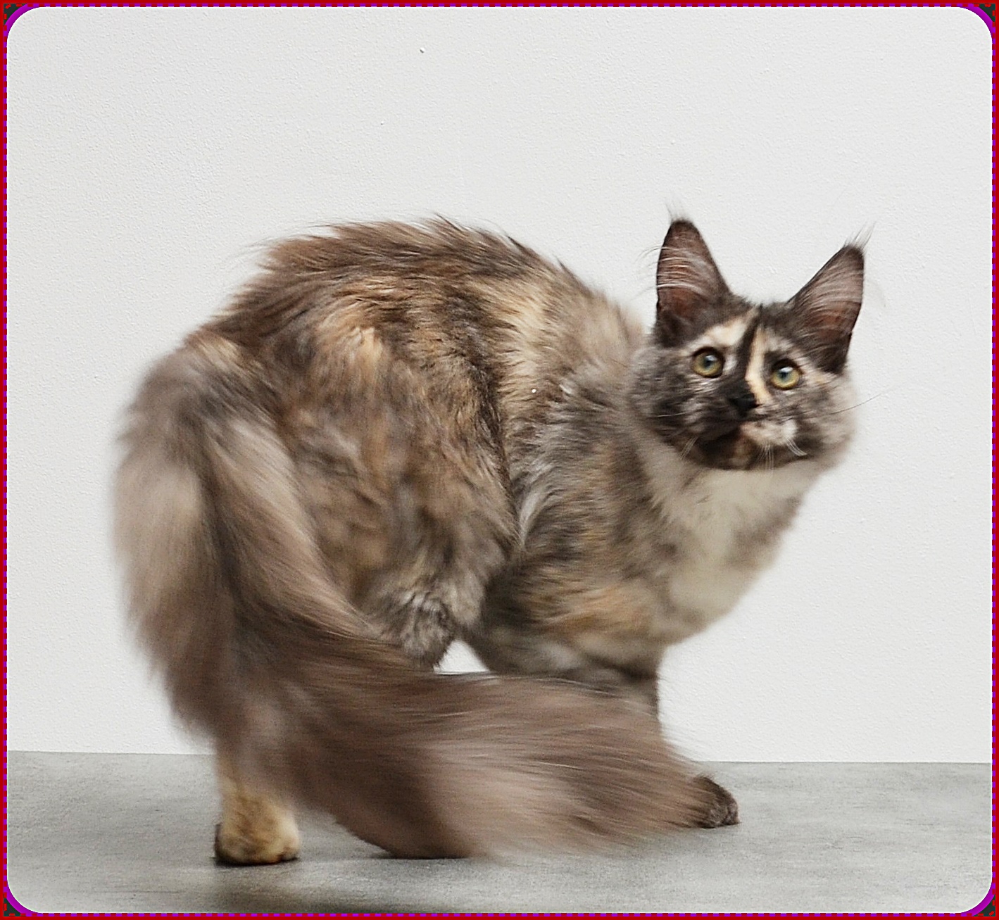 nom de chat femelle maine coon