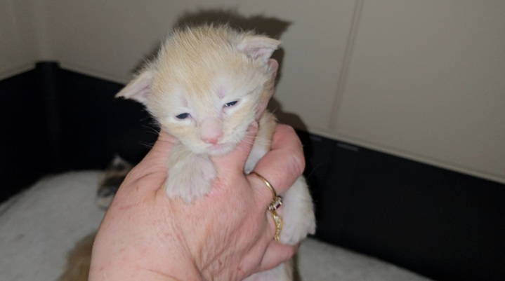 chaton maine coon Abricot France