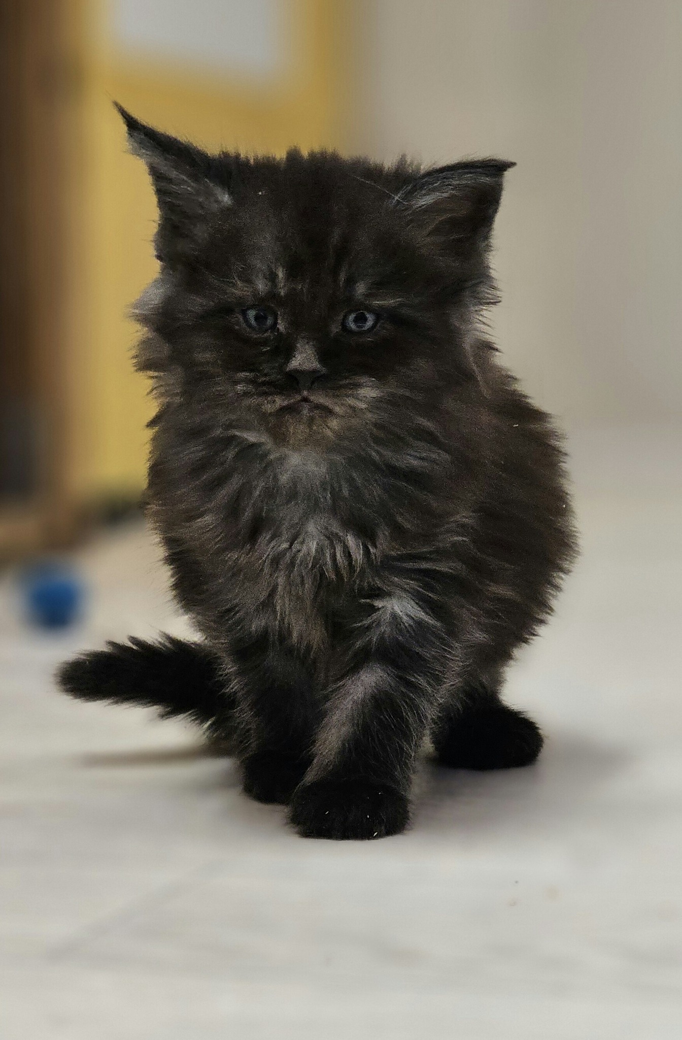 chaton maine coon allblack black smoke 29 03 France