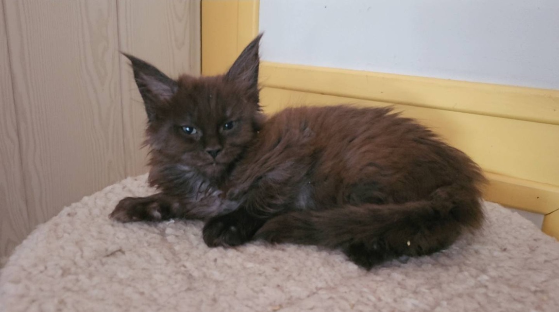 chaton maine coon Altesse 03 05 noir black smoke