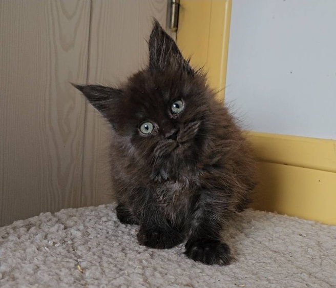 chaton maine coon Altesse 26 04 black femelle