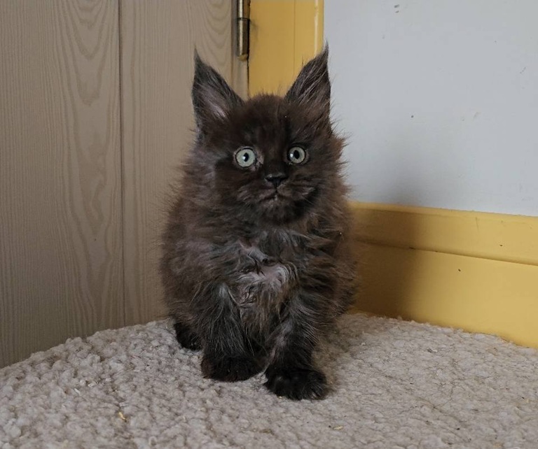 chaton maine coon altesse 30 04 25 chat black noir