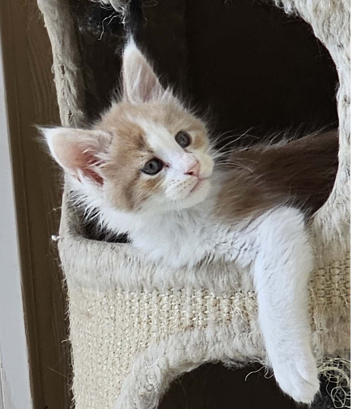chaton maine coon disponible Audin France