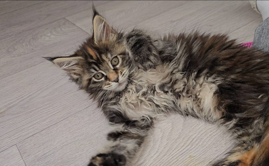 chaton maine coon brown tortie awa 06 05France
