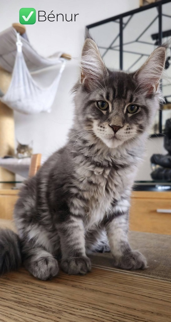 chat male maine coon Bénur