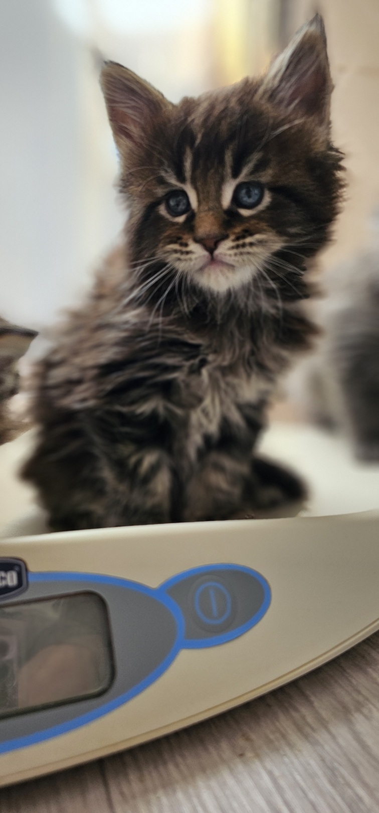 chaton maine coon aristote brown