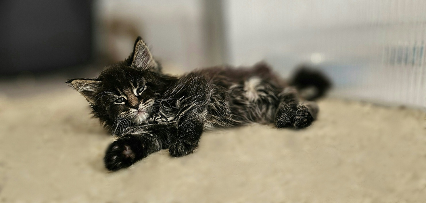 chaton brown maine coon Amiral vente
