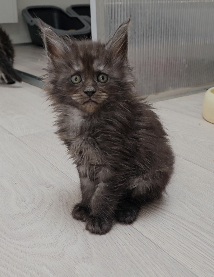 chaton maine coon Auby