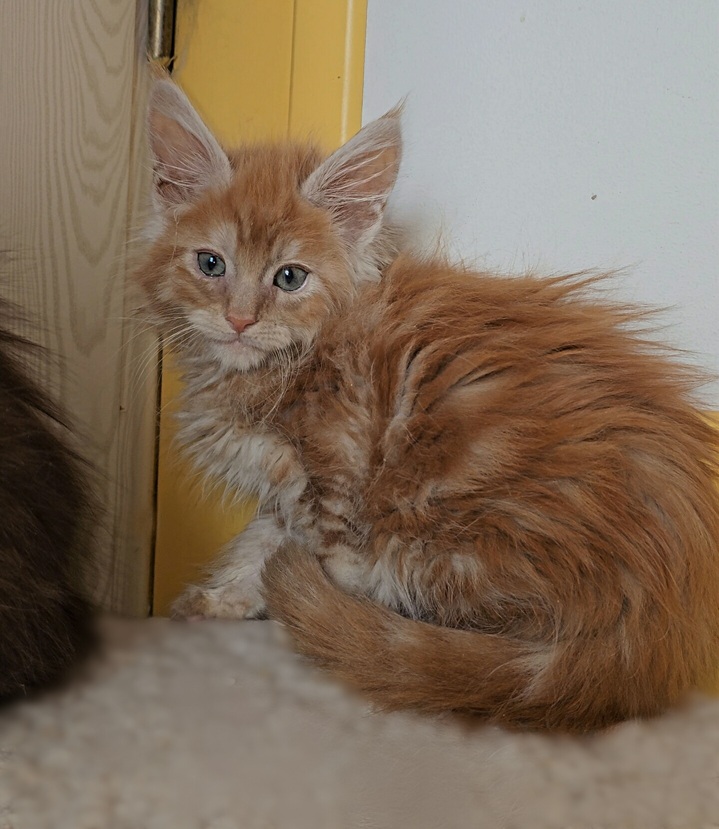 chaton maine coon attila roux