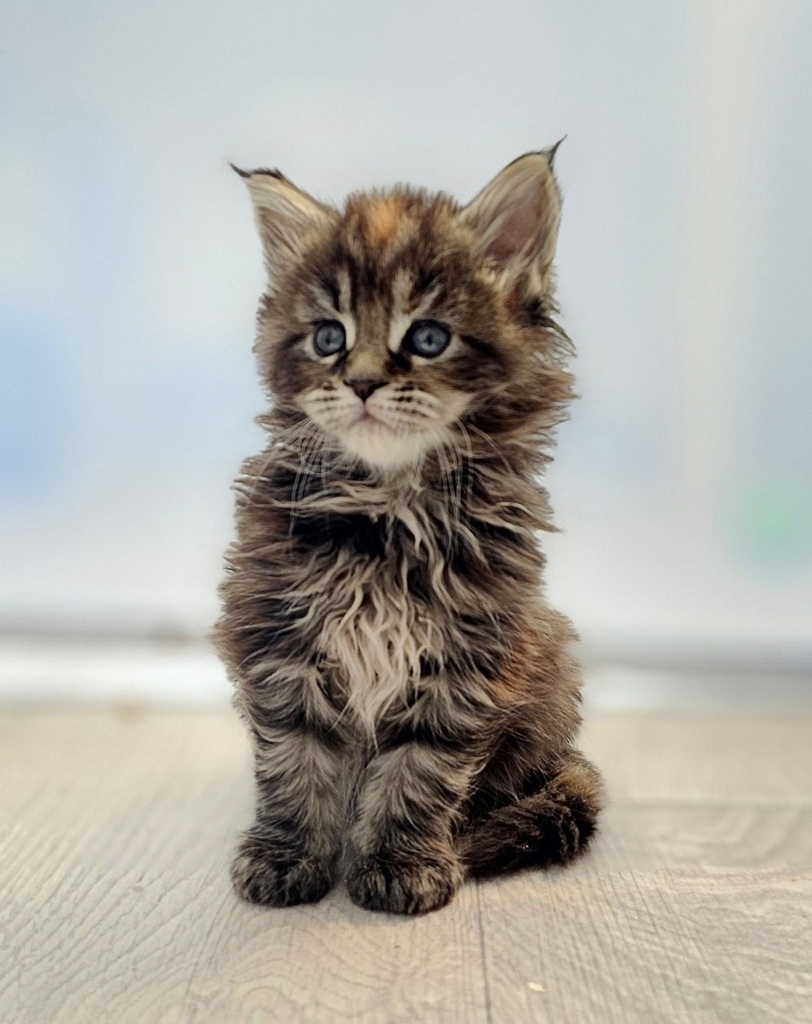 chaton maine coon meche tortie femelle