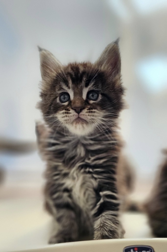 chaton maine coon tortie léger femelle