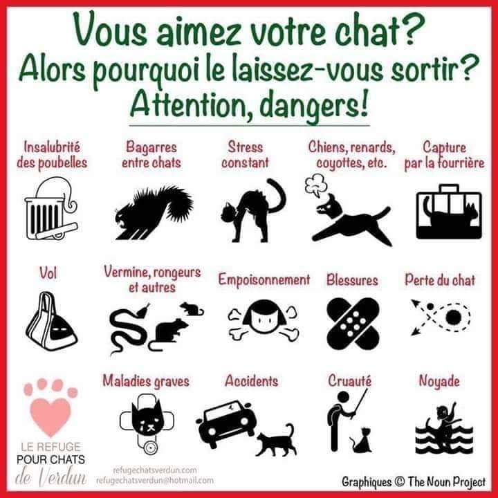 DANGER pour chat