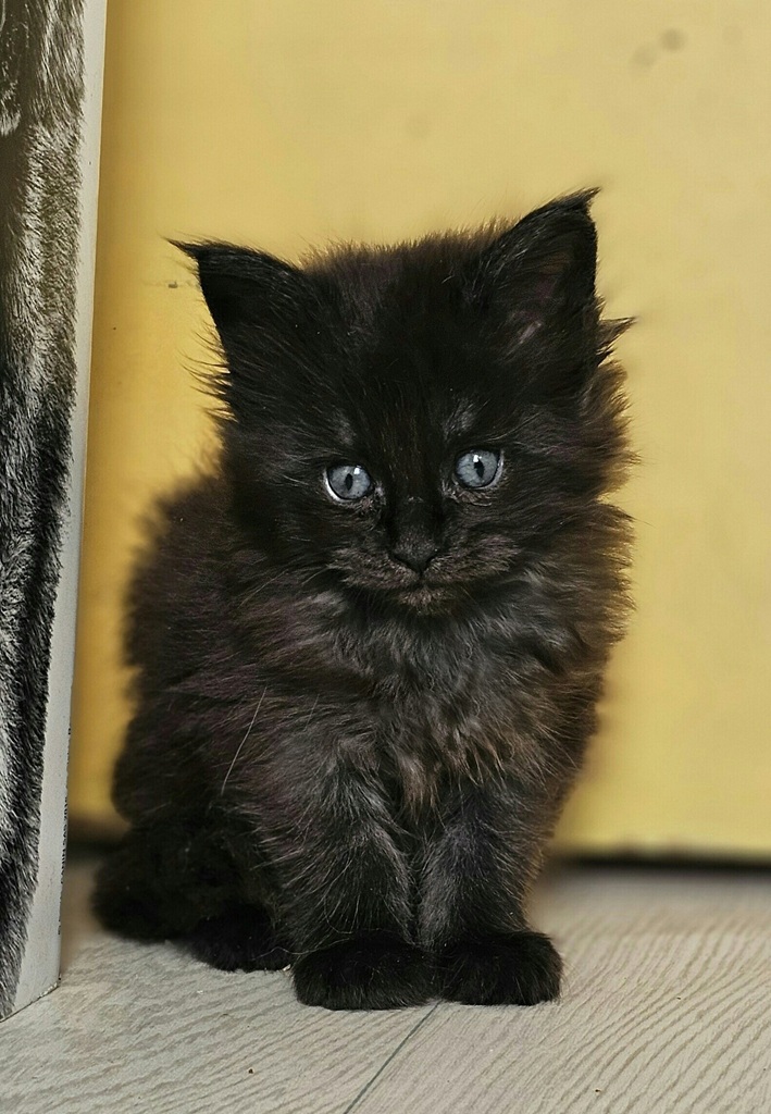 chaton maine coon altesse femelle black smoke2