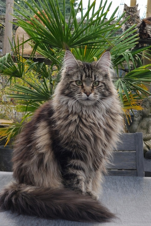 femelle wakane brown maine coon