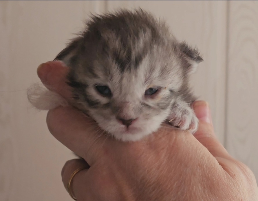 chaton maine coon male black silver