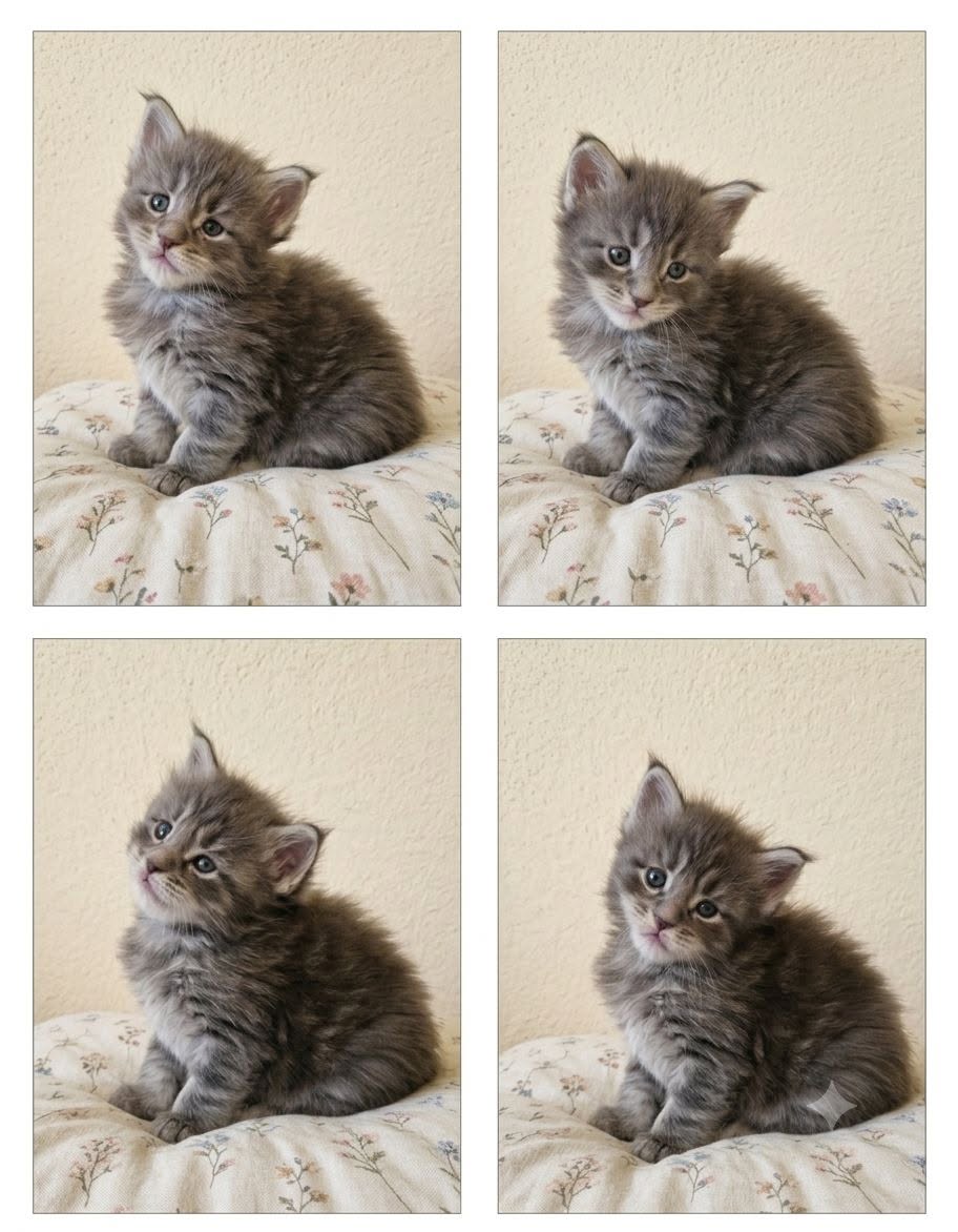 chaton maine coon male bleu 1