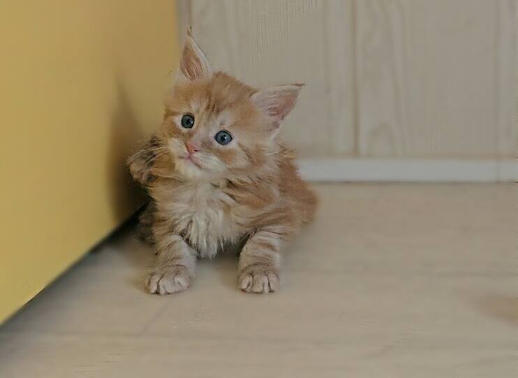 chaton maine coon mâle red silver France