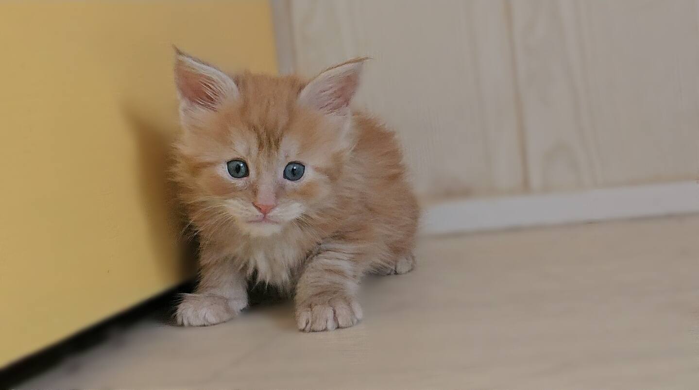 chaton maine coon attila male red silver