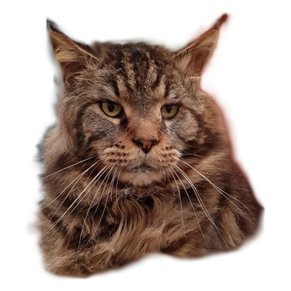 chat maine coon Merlin