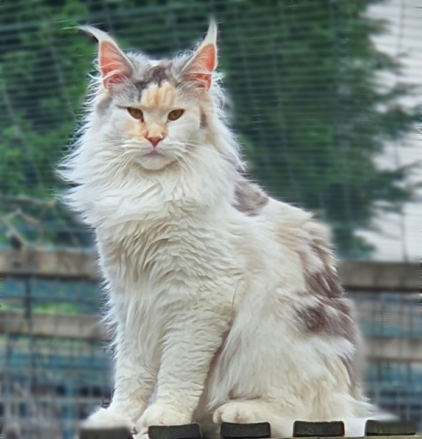 chat maine coon shaoline France