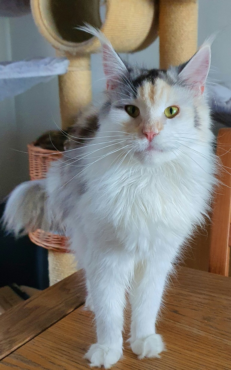femelle shaoline