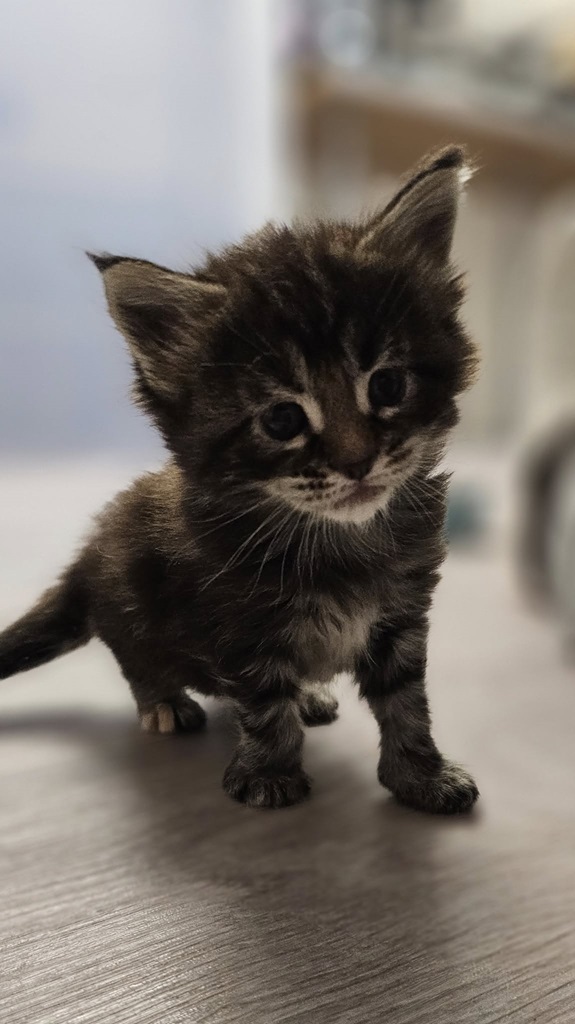 chaton maine coon tortie leger 2