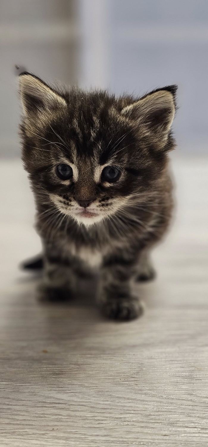 chaton maine coon btortie leger nord