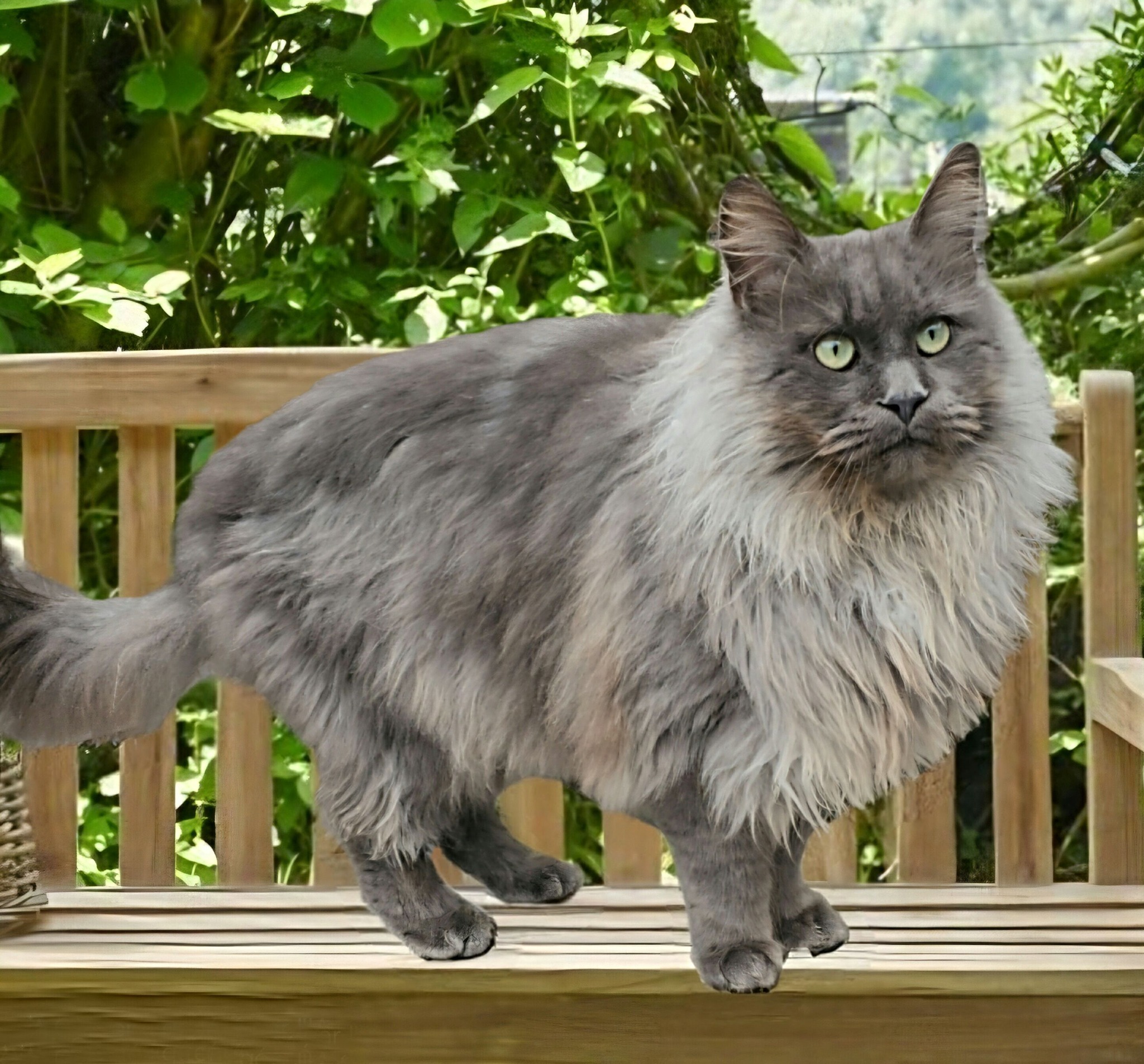 chat maine coon bleu Ulysse