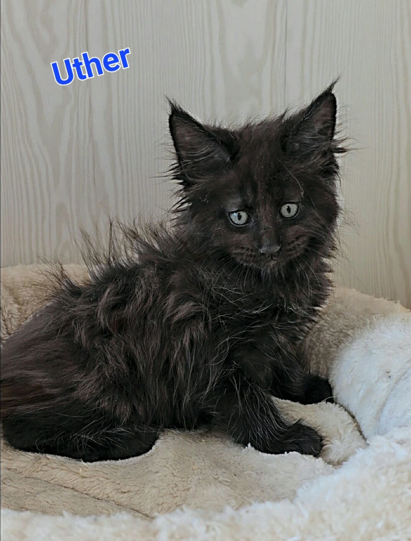 chaton maine coon Uther 24 09 2023