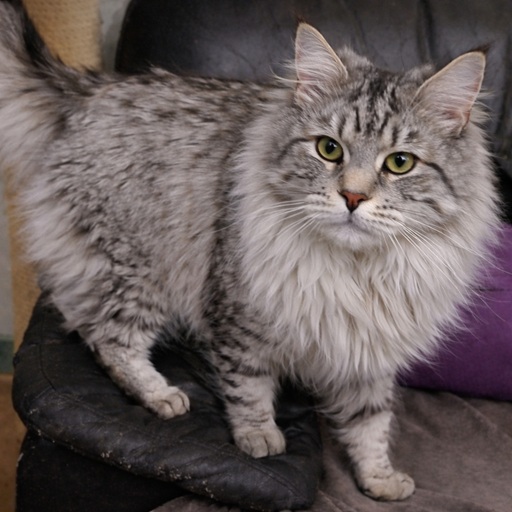 chat wyatt black silver 