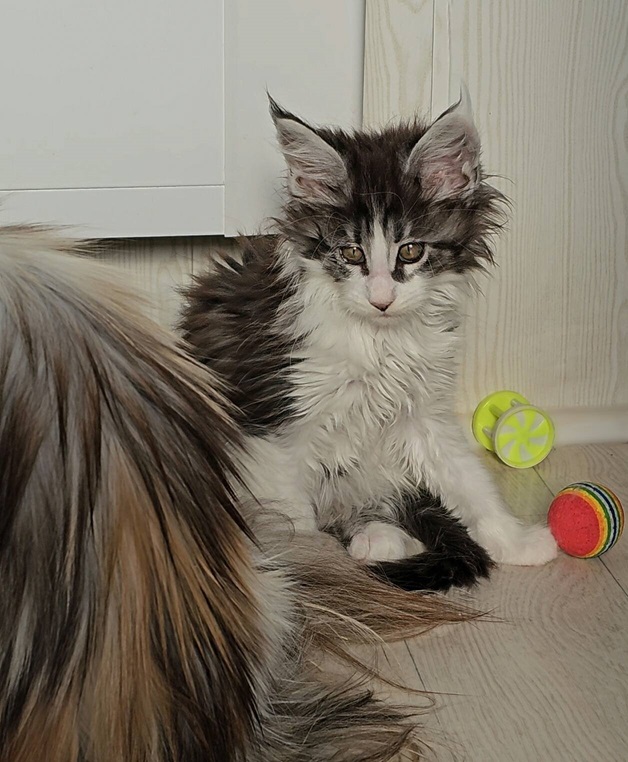 chaton maine coon xander 15 02