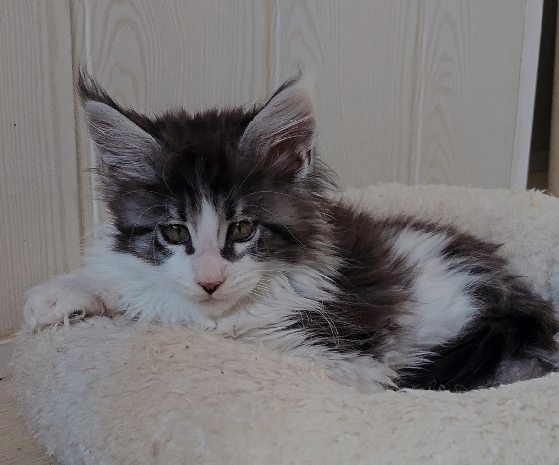 chaton maine coon xander haut de France