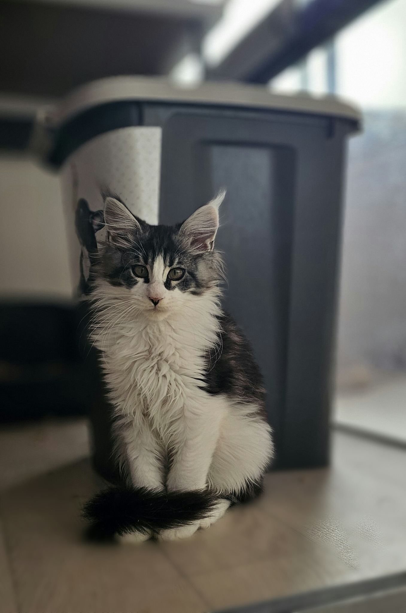 chaton maine coon xander 25 03